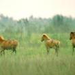 Wild Horse In Dibru Saikhowa National Park