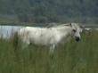 Wild Horse In Dibru Saikhowa National Park