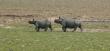 A rhino along with her child takes a walk at Pobitora National Park in Assam