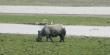 A rhino grazing at Pobitora National Park in Assam