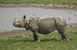 A rhino takes a rest for a while after mud bath at Pobitora National Park in Assam