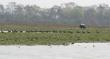 Migratory birds hunting for fishes at Pobitora National Park in Assam