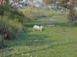 Couple of Rhinos In Pobitora Wildlife Sanctuary