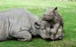 Rhinoceros in Orang National Park