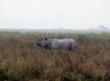 One horned rhino at kaziranga national park