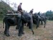 Domestic elephants line up for jungle safari at kaziranga national park