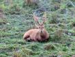 Deers at kaziranga national park