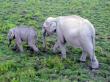 Mother elephant with child in kaziranga national park