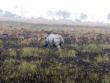 Deer and Rhinos together in kaziranga national park