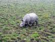 One horned rhino at kaziranga national park