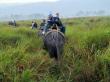 Foreign Tourist enjoy elephant safari to view Rhinos in kaziranga national park