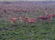 Deers at kaziranga national park