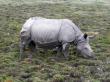 A Injured Rhino in kaziranga national park
