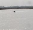 Endangered River Dolphin in Dibru-Saikhowa National Park 