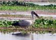 Asian Openbill  in Dibru-Saikhowa National Park