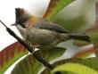 Birds at Manas National Park