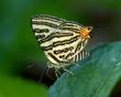 Butterfly at  Manas National Park