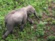 Elephant in Kaziranga National Park