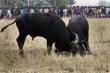 Mohor juj (Traditional Buffalo fighting in magh bihu)