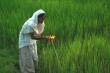 Kati Bihu Or Kongali Bihu