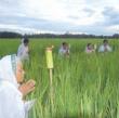 Kati Bihu Or Kongali Bihu