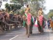 Kaziranga Elephant Festival, Assam