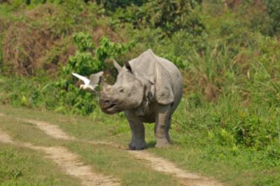 Orang National Park