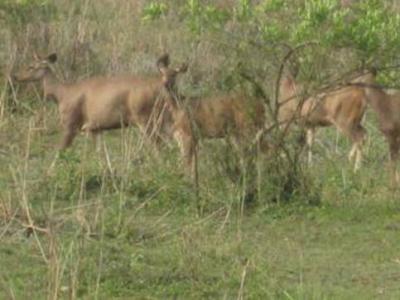 Sonai Rupai Wildlife Sanctuary