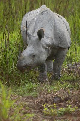 Kaziranga national park, Famous for one horned rhinos and other wild animals .