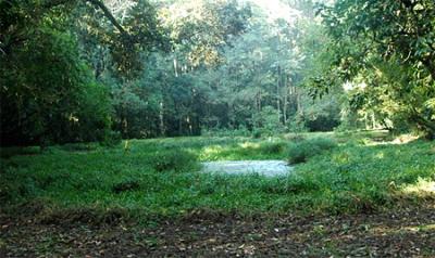 Joypur Rainforest