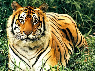 East Karbi Anglong Wild Life Sanctuary | East Karbi Anglong Wildlife  Sanctuary Assam | Wildlife Sanctuaries in Assam | Karbi Anglong Wild Life  Sanctuary Assam