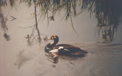 Bardoibam Beelmukh Wildlife Sanctuary