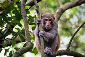 Bherjan - Borajan - Padumoni Wildlife Sanctuary