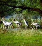 Panidihing Bird Sanctuary