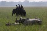 Pobitora Wildlife Sanctuary