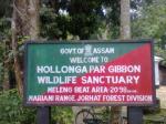 Hollongapar Gibbon Wildlife Sanctuary Or Gibbon Wildlife Sanctuary