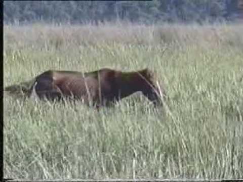 Wild horse at Dibru saikhowa