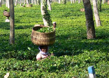 Assam tea gardens